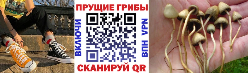 Купить  Владимир  Галлюциногенные грибы ЛСД 